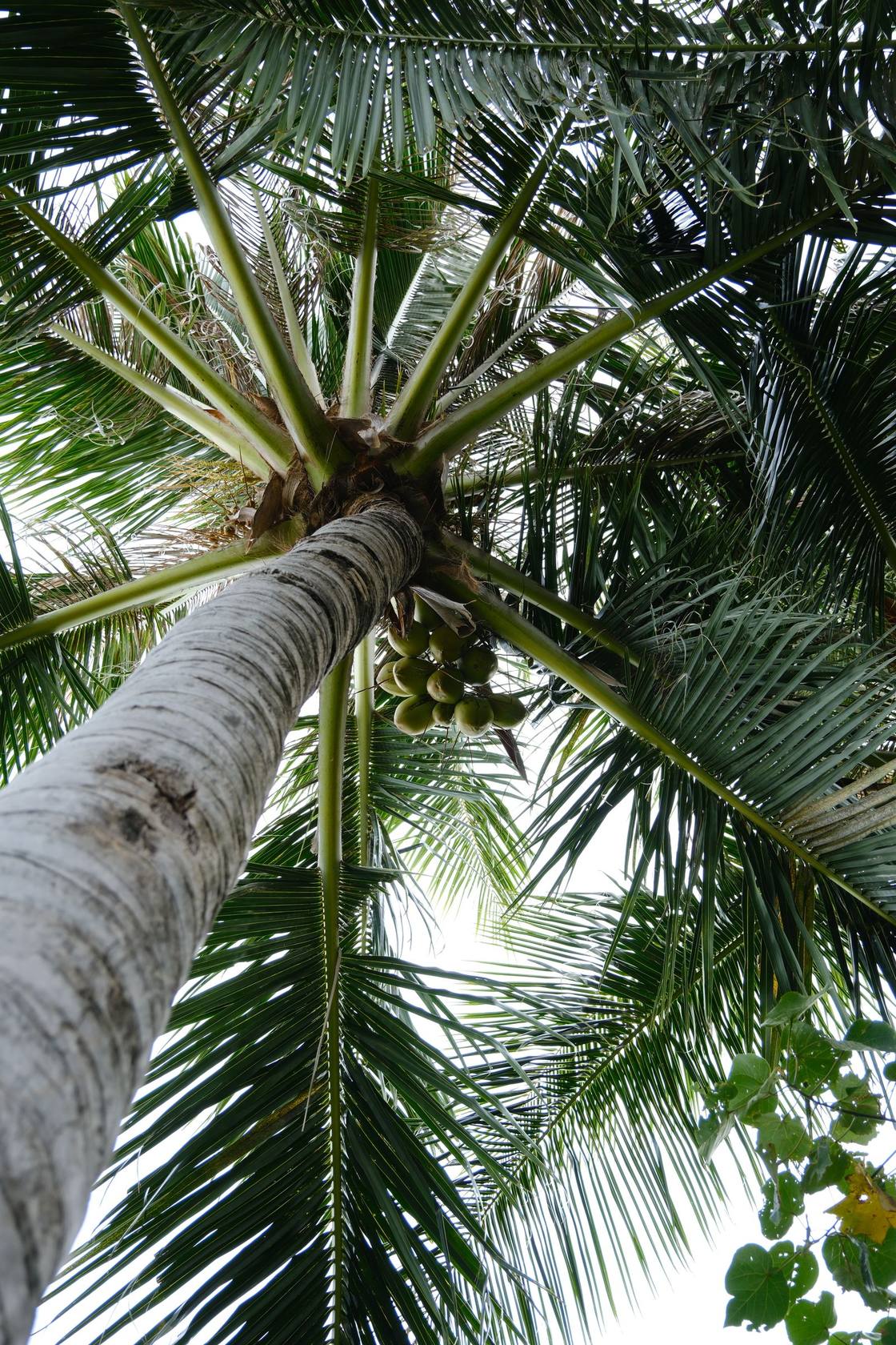 Spice and coastal life