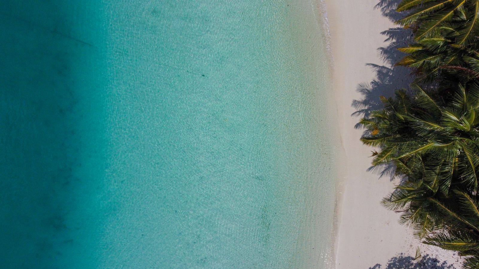 Palm-lined coast